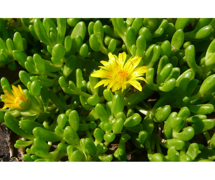 Yellow Iceplant